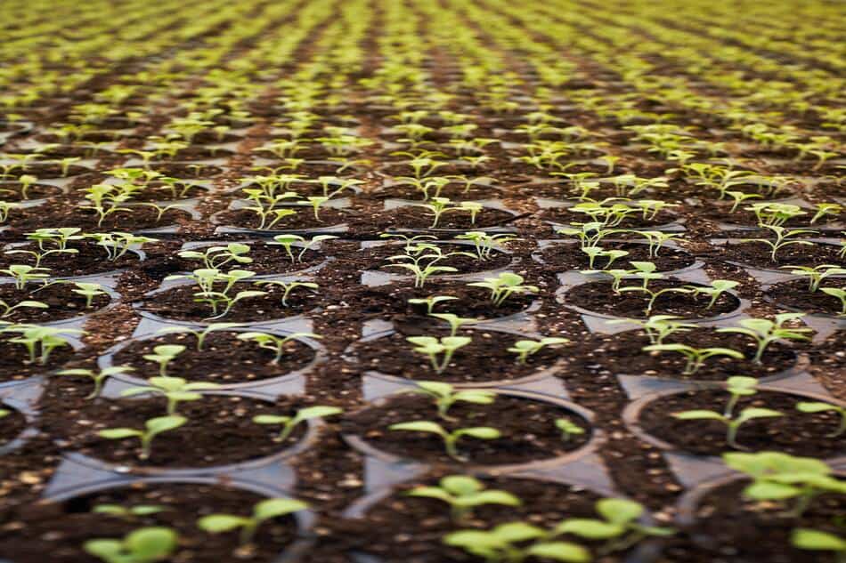 Do Hydroponic Plants Grow Faster