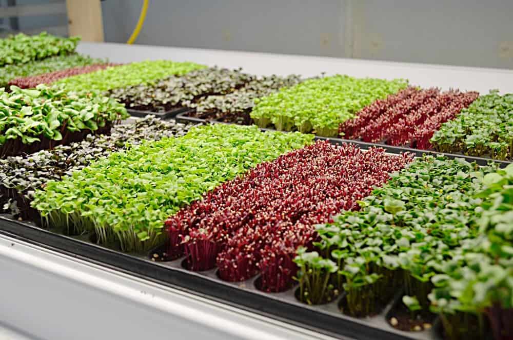 what is the best tempature to grow microgreens