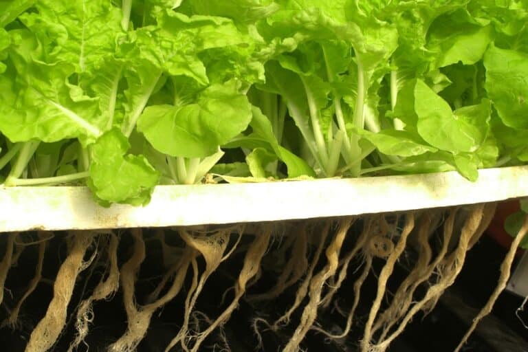 how-to-prevent-root-rot-in-hydroponics-cultivation-crossing