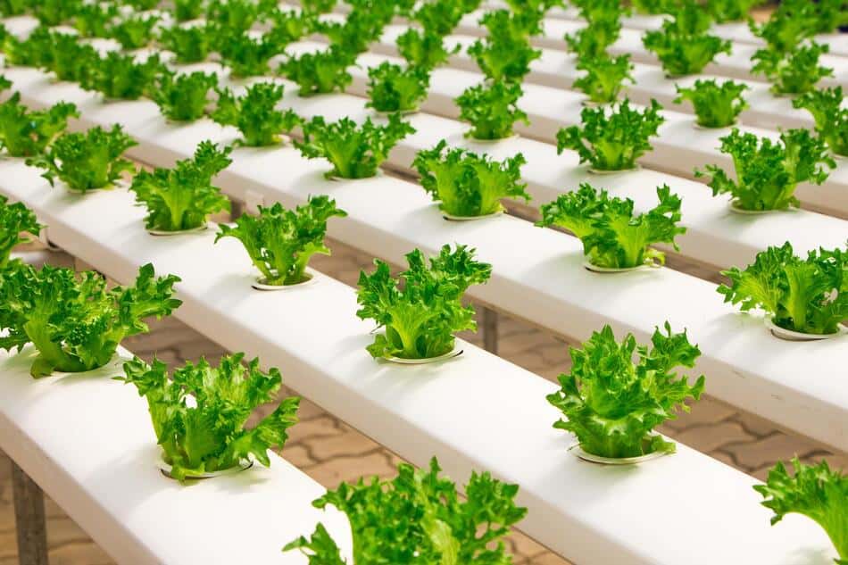 Is Hydroponic Farming Profitable