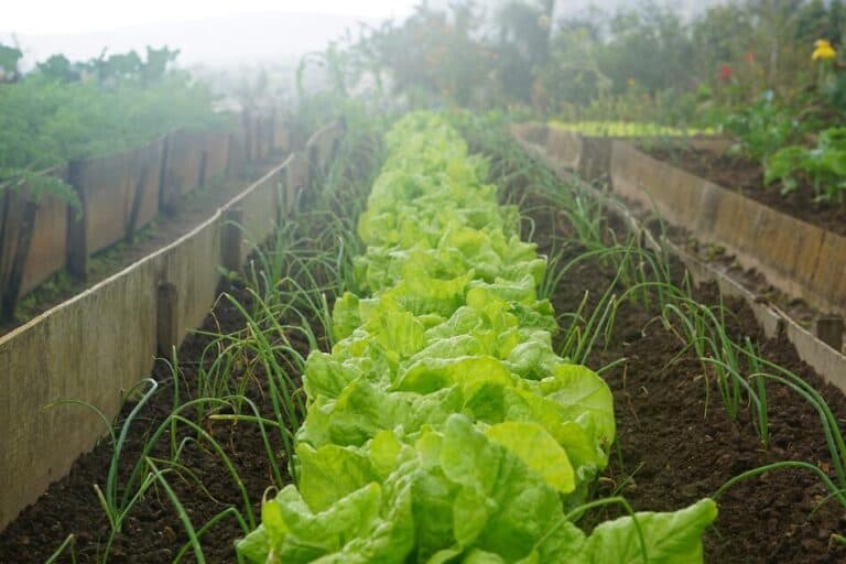 How Many Lettuce Plants Per Square Foot? - Cultivation Crossing