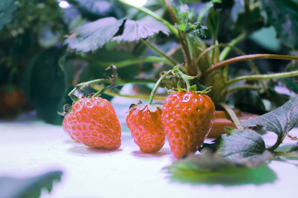 Are Hydroponic Strawberries Organic